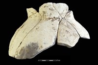 藏品(陶罐)的圖片